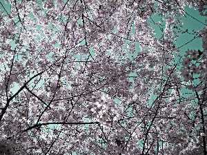 Nature - 059  ŧ 